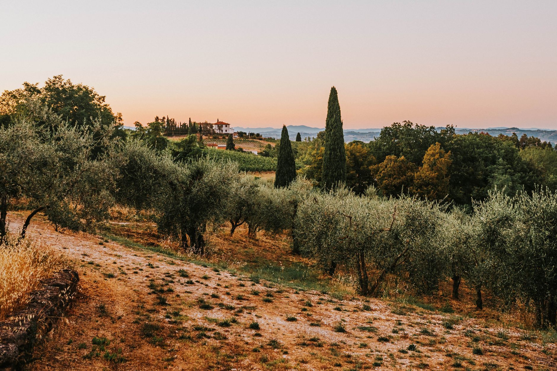 Tuscan vineyard landscape with cypress trees